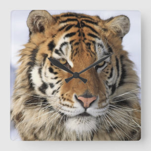 Relógio Quadrado Tigre Siberian, altaica de tigris do Panthera,