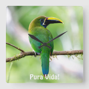 Relógio Quadrado Tucanuçu-verde-setentrional na Costa Rica