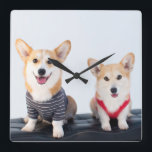 Relógio Quadrado Um Par De Corgis Sentado Em Um Banco<br><div class="desc">Um par de corgis sentado num banco</div>