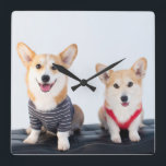 Relógio Quadrado Um Par De Corgis Sentado Em Um Banco<br><div class="desc">Um par de corgis sentado num banco</div>