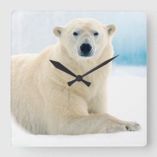 Relógio Quadrado Urso polar adulto grande javali no gelo de verão