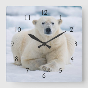 Relógio Quadrado Urso polar adulto no gelo flutuante de verão