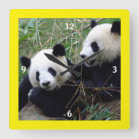 Ursos Panda Gigantes Tocando e Comendo Bambu (engr
