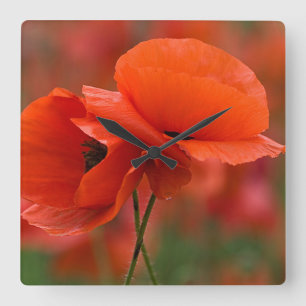 Relógio Quadrado USA, North Carolina. Close-up of poppy