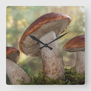Relógio Quadrado USA, Washington, Seabeck. Leccinum Insigne