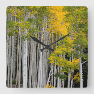 Relógio Quadrado Utah. EUA. Árvores Aspen (Populus Tremuloides)