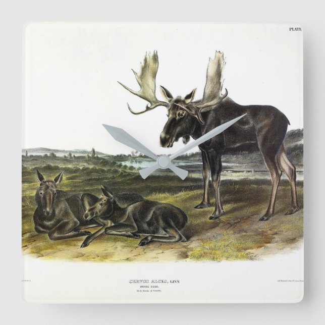 Relógio Quadrado veado-alce (alces-alces-alces) de Audubon (Frente)