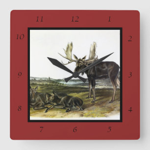 Relógio Quadrado veado-alce (alces-alces-alces) de Audubon