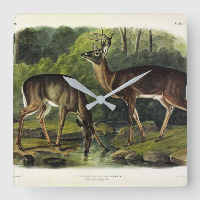 Relógio Quadrado Veado comum (branco) - Quadrupedes de Audubon (Frente)