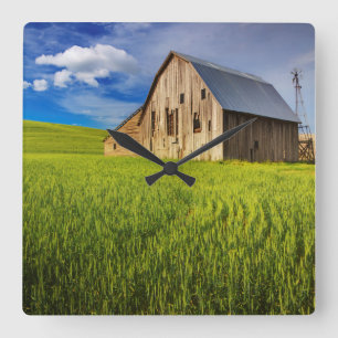 Relógio Quadrado Velho celeiro cercado por Primavera Wheat Field 1