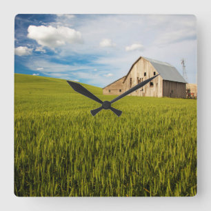 Relógio Quadrado Velho celeiro cercado por Primavera Wheat Field 2