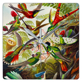 Relógio Quadrado Vintage Hummingbird por Ernst Haeckel