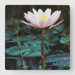 Relógio Quadrado Vista de close-up de Water Lily no lago Inle