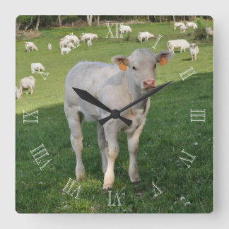 Relógio Quadrado Vitelo Charolais num campo
