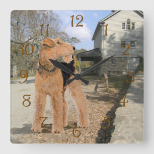 Relógio Quadrado Welsh Terrier no Pátio Estável