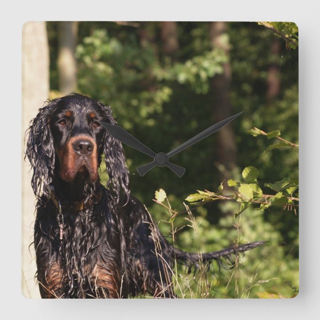 Relógio Quadrado Wet Gordon Setter Square Wall Clock (Frente)