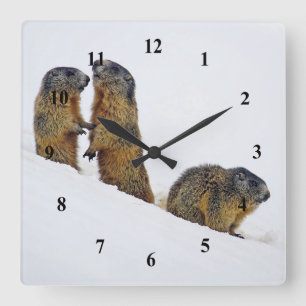 Relógio Quadrado Wildlife Marmots Snow Foto