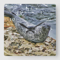 Willife Harbor Seal Tail Falando Sun Bather