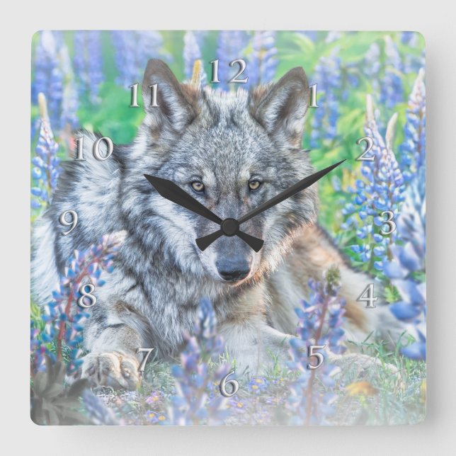 RELÓGIO QUADRADO WOLF LUPINE FLOWERS SPRINGTIME (Frente)