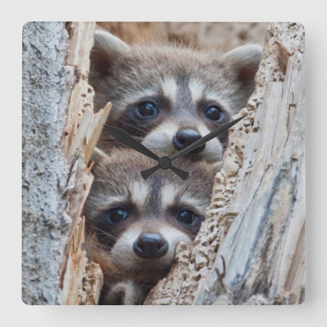 Relógio Quadrado Wyoming, o Condado de Lincoln, guaxinim (Frente)