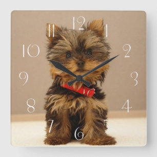 Relógio Quadrado Yorkshire Terrier Puppy Dog