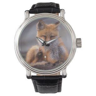 Relógio raposa vermelha, Vulpes vulpes, filhote coçando-se