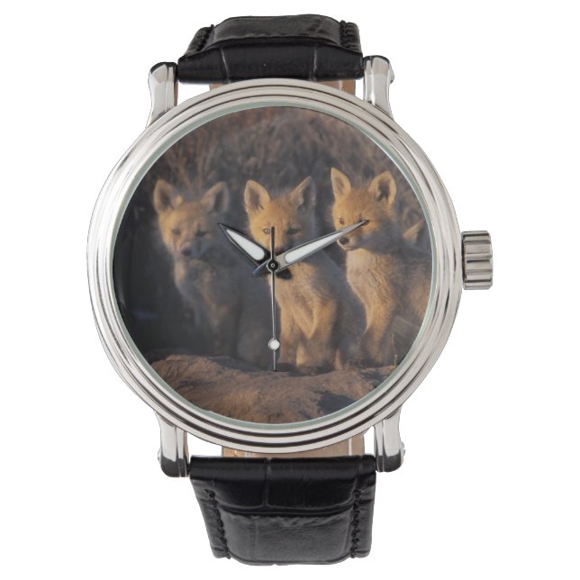 Relógio raposa-vermelha, Vulpes vulpes, filhotes (Frente)