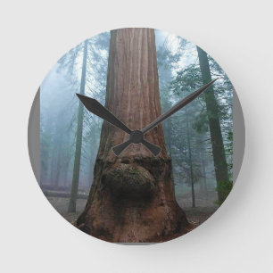 Relógio Redondo Árvore Sequoia Gigante em Grant Grove, CA