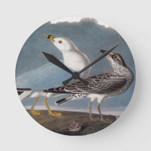 Relógio Redondo Audubon: Ring-Billed Gull