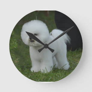 Relógio Redondo Bichon adorável