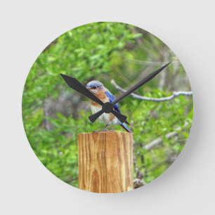 Relógio Redondo Bluebird em Posto de cerca