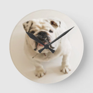 Relógio Redondo Bulldog Muito Bonito