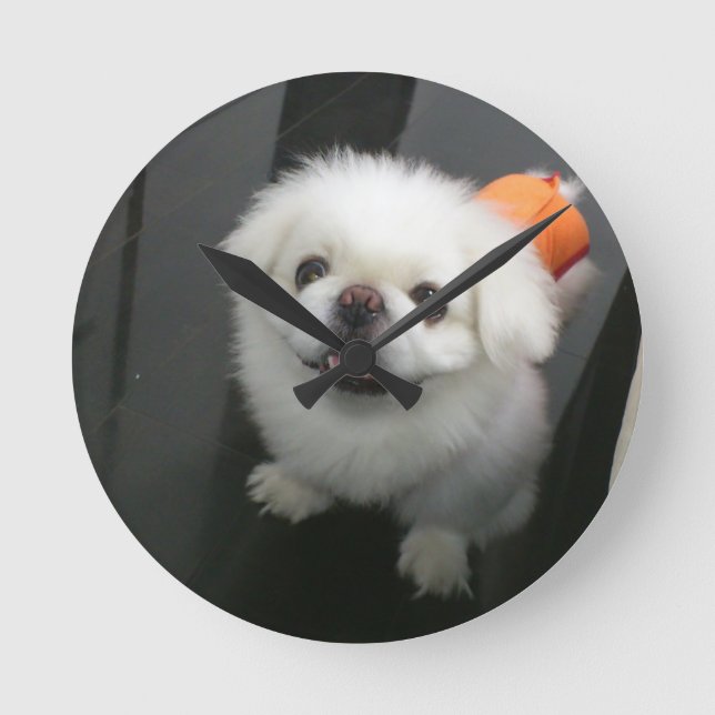 Relógio Redondo Cachorro Shih Tzu fofo olhando para a câmera (Frente)