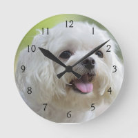 Cão Maltês Branco