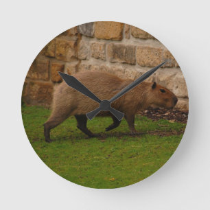 Relógio Redondo capybara