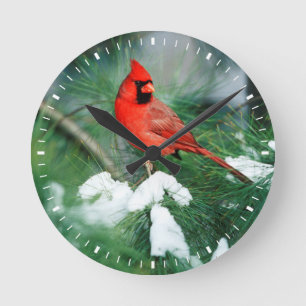 Relógio Redondo Cardinal-do-norte macho na árvore, IL