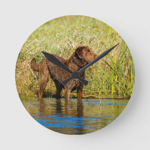 Relógio Redondo Chesapeake Bay Retriever Hunting Dog Wall Clock