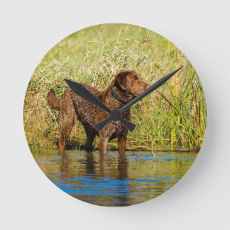 Relógio Redondo Chesapeake Bay Retriever Hunting Dog Wall Clock