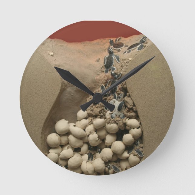 Relógio Redondo Choque dos ovos da tartaruga do bebê (Frente)