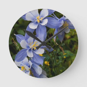Relógio Redondo Columbine Azul do Colorado perto de Telluride Colo