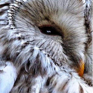 RELÓGIO REDONDO CORUJA