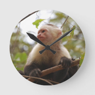 Relógio Redondo Curioso Macaco-Capuchinho, Macaco Costarriquenho