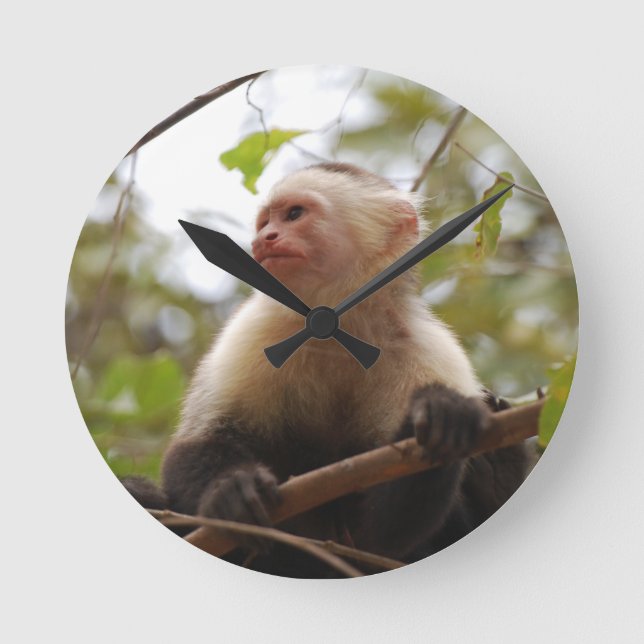 Relógio Redondo Curioso Macaco Capuchinho, Macaco Costarriquenho (Frente)