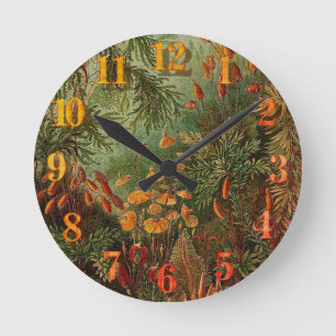 Relógio Redondo Ernst Haeckel Muscinae ilustração da safra