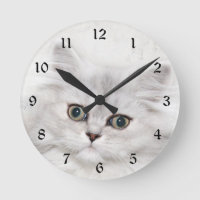 Face de gatinho persa