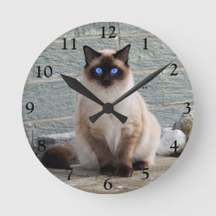 Relógio Redondo Fluffy Siamese Cat com olhos azuis
