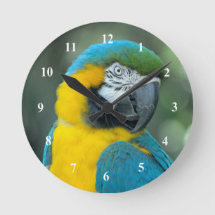 Relógio Redondo Foto Amarelo e Azul Macaw