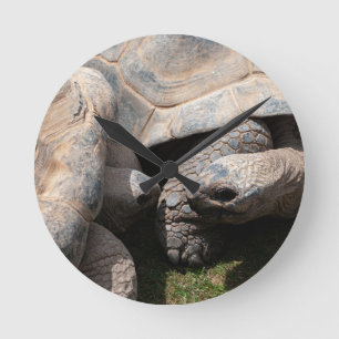 Relógio Redondo Fotografia de Tortoises Giant