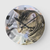 Gato