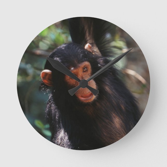 Relógio Redondo Jovem Chimpanzé (Frente)